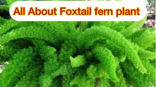 All About Foxtail Fern Plant Care … [upl. by Lenes]