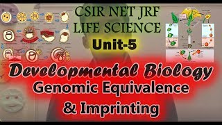 Unit 5 Developmental Biology Genomic Equivalence amp Imprinting [upl. by Ilyak121]