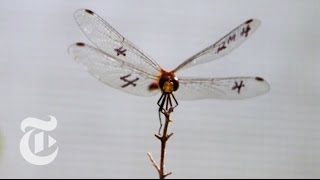 How a Dragonfly Hunts  ScienceTake  The New York Times [upl. by Hawk]