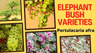 13 Elephant Bush Varieties  Portulacaria afra Varieties  MOODY BLOOMS [upl. by Gamal612]