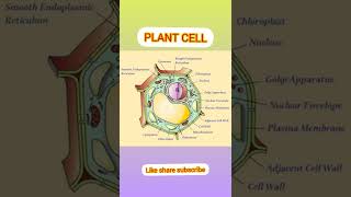 Plant cell diagram explanation plantcell biology education youtuber shorts subscribers [upl. by Moyers]