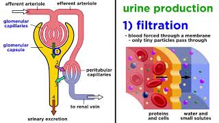 The Urinary System [upl. by Eniwtna]