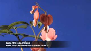 Dicentra Bleeding heart flower opening time lapse [upl. by Welcher52]