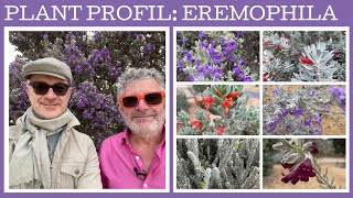 Plant profile Eremophila  12 amazing dry climate flowering shrubs [upl. by Aerdnahs97]