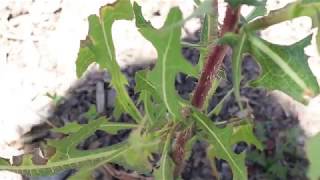 PRICKLY LETTUCE Lactuca serriola [upl. by Lalla]