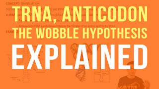 tRNA Anticodons and The Wobble Hypothesis [upl. by Garin338]