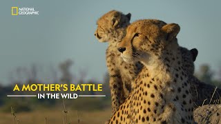 Cheetah’s Fight for Life  Savage Kingdom  हिंदी  Full Episode  S1  E1  Nat Geo Wild [upl. by Jonie68]