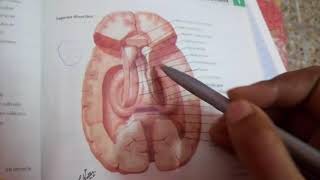 LIMBIC SYSTEM easy explanation part 1 [upl. by Arrat]