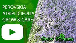 Perovskia atriplicifolia Blue Spire  grow and care [upl. by Yaniv]