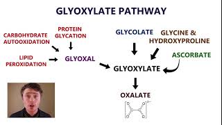 Is your body producing too much oxalate Oxidative Stress Thiamine and B6 Deficiency [upl. by Neras100]