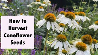 How to Harvest Coneflower Seeds [upl. by Celeski]