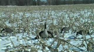 Wing Flapping and Moving Goose Decoy Wing Waver Decoys [upl. by Douglas902]