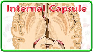 Internal Capsule Gross Anatomy Animation  Divisions Functions and Clinical anatomy  USMLE Step 1 [upl. by Rockwell]