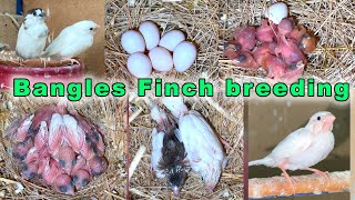 Bengalese Finch Breeding eggs lying to hatching full breed [upl. by Mahtal834]