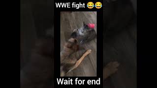 WWE fight 😂😂funny comedy animal [upl. by Oranneg]