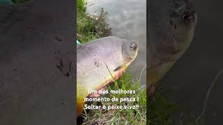 A pesca esportiva é muito top Pega essa soltura  fishing pescaria peixe natureza [upl. by Shiroma]