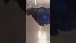 Siamese fighting fish Fighter Fish Life  fish pets [upl. by Battat]