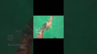 Speared a nice hogfish hogfishsharkfishingfreedivingspearfishingdivingspearfishingflorida [upl. by Remmos]