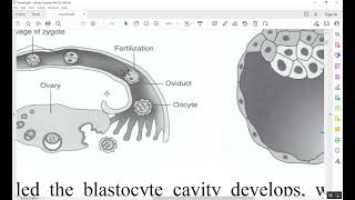 Orthodontics Growth and Development Part 1 [upl. by Raye982]