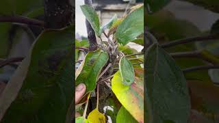 Columnar apple tree update small space orchard PNW urban food forest North Pole Apple appletree [upl. by Einwahr654]