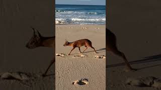 Grysbok strolling down the beach on the Whale Trail [upl. by Fang]