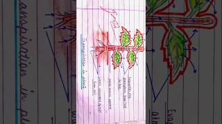 How to make simple diagram transpiration in plants class 10 ncert art drawing shorts [upl. by Eniaral]