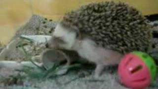 Hedgehog playing [upl. by Relly]