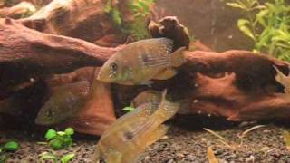 Gymnogeophagus rhabdotus 300 L [upl. by Gleason]