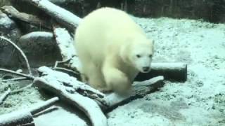 Watch Oregon Zoo polar bear Nora play in Portland snow [upl. by Kcirtap]