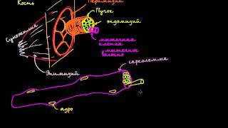 Строение мышечной клетки [upl. by Jemina879]