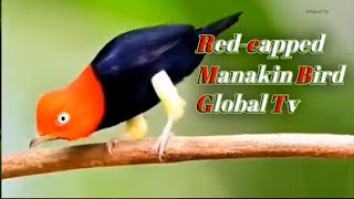 Red capped manakin bird dance Global Tv [upl. by Frum]