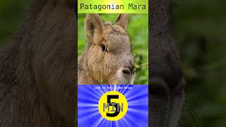 Patagonian Mara  Short [upl. by Anaujit]