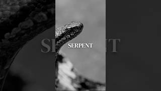 Quand on se fait mordre par un serpent sagessestoïcienne [upl. by Ahsoem488]