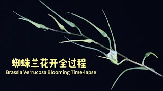 原生种蜘蛛兰 verrucosa 花开全过程 Brassia verrucosa Blooming Timelapse [upl. by Itsym]