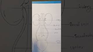 kidney diagramkidney drawing kidney ka diagram kaise banaye [upl. by Rybma]