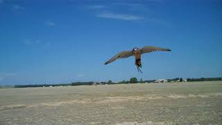 THE AMERICAN KESTREL Trailer [upl. by Merril336]