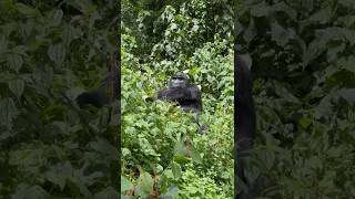 Silverback Gorilla Gives a friendly Jab to Tourist 😅africa uganda gorilla safaris 2024 tours [upl. by Anura]