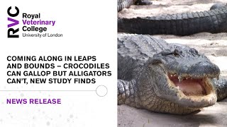 Research shows crocodiles can gallop reaching speeds of up to 11mph [upl. by Perrins]