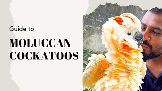 Moluccan Cockatoo Guide  मल्लुकान कोकाटूस खरीदने से पहले ये वीडियो ज़रूर देख ले cockatoo exotic [upl. by Quintilla41]