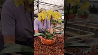 inspiring repotting phalaenopsis into a pretty earthenware pot orchids orchidaceae orquideas [upl. by Markiv]