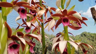 Orquídea Terrestre CAPUZ DE FREIRA  PHAIUS TANKERVILLEAE  AULA de como cultivar [upl. by Maurer708]