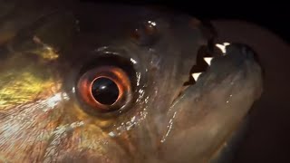 Vicious Piranha Moments  BBC Earth [upl. by Hteik]