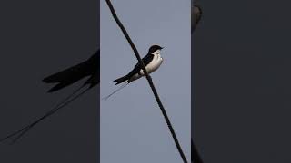 Wire tailed swallow wiretailedswallow birdwatchingbyranjit birdwatching birds [upl. by Siram]