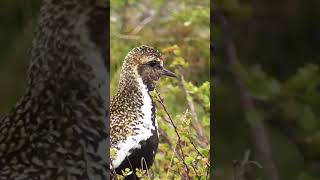 Golden Plover Calling shorts [upl. by Wendall]