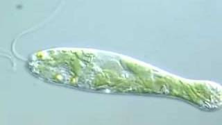 Flexible Movement in Euglena 2 [upl. by Boggs860]