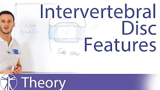 The InterBody Joint and the Intervertebral Disc  Lumbar Spine Series [upl. by Tecu799]