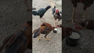 Own breeds🐣💥♥️ sandakozhi aseelmurga sandakozhi2 [upl. by Makell671]