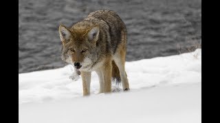 Echinococcus multilocularis infections in Alberta Canada [upl. by Schweiker]