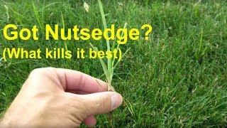 Got Nutsedge What kills it best [upl. by Aikym160]