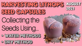 Harvesting LITHOPS SEED CAPSULES using WATER Methods amp DRY Method AUGUST 2021 [upl. by Atirak852]